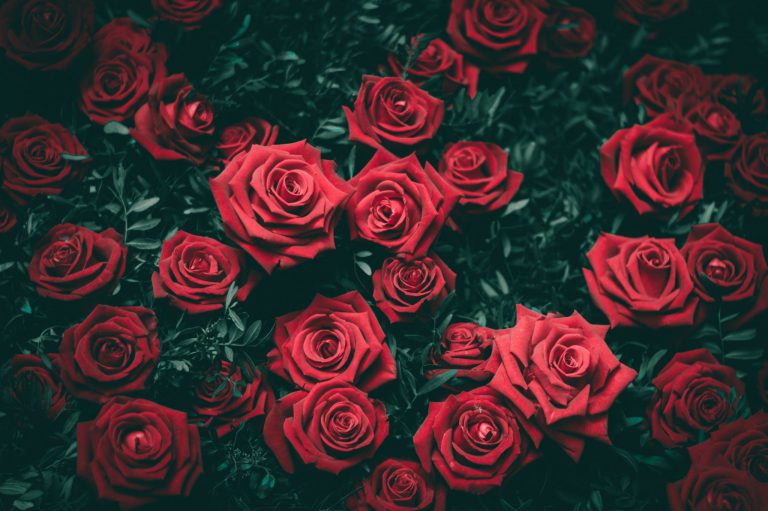 rose rouge